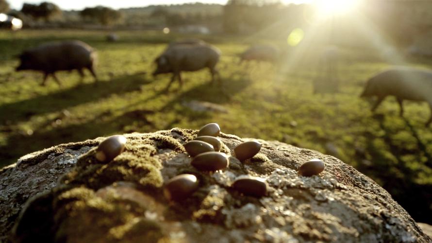 Montaneraperioden är igång!